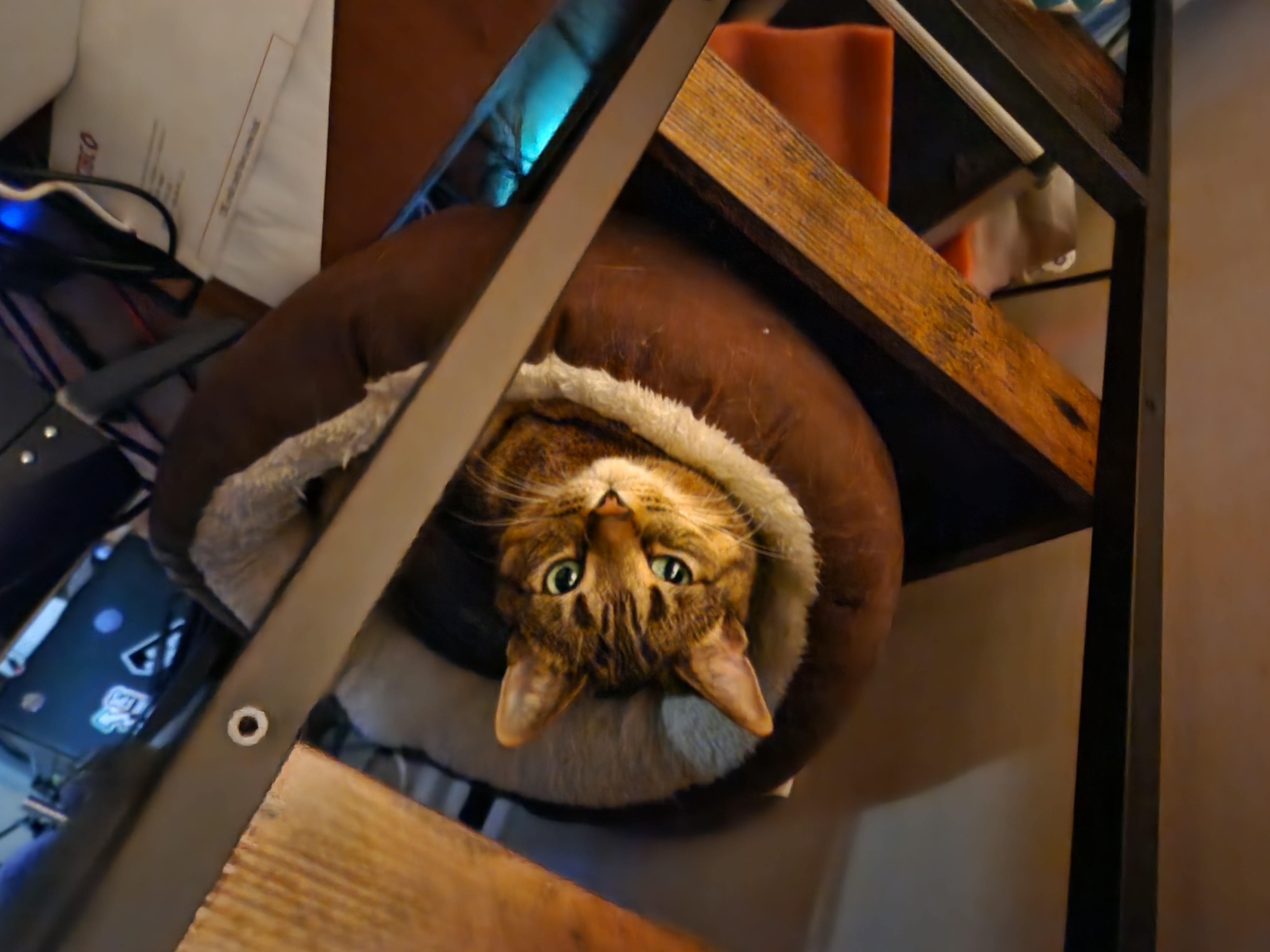 Portia the cat curled in her bed, head poking out over the edge looking at the camera, lit by light coming in through the door